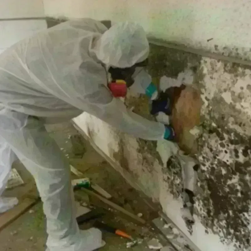 Mold Remediation and Removal in Society Hill, NJ